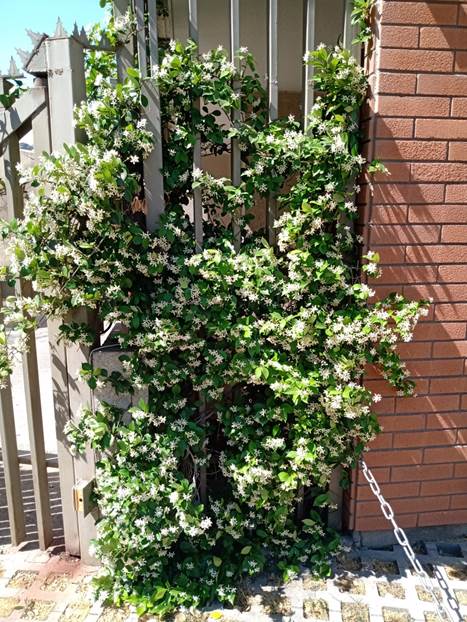 Descripci�n: Descripci�n: D:\flores x genero\Ornamentales varias\Ornamentales\Angio Dicots L-Z\Trachelospermum,\Trachelospermum jasminoides (6).jpg