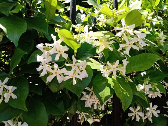 Descripci�n: Descripci�n: D:\flores x genero\Ornamentales varias\Ornamentales\Angio Dicots L-Z\Trachelospermum,\Trachelospermum jasminoides (2).jpg