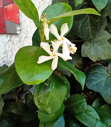 Descripci�n: Descripci�n: D:\flores x genero\Ornamentales varias\Ornamentales\Angio Dicots L-Z\Trachelospermum,\Trachelospermum jasminoides (10).jpg