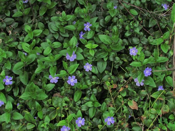 Descripci�n: Descripci�n: D:\flores x localidad\floraxlocalidad\Valparaiso\Vi�a del mar\vi�a-quintero-Novoa-09-08-2014\IMG_5137 vinca major (1).JPG