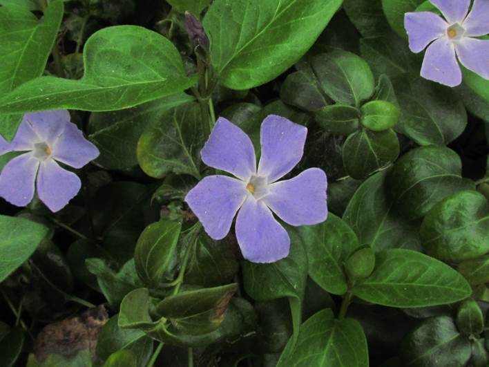 Descripci�n: Descripci�n: D:\flores x localidad\floraxlocalidad\Valparaiso\Vi�a del mar\vi�a-quintero-Novoa-09-08-2014\IMG_5137 vinca major (2).JPG