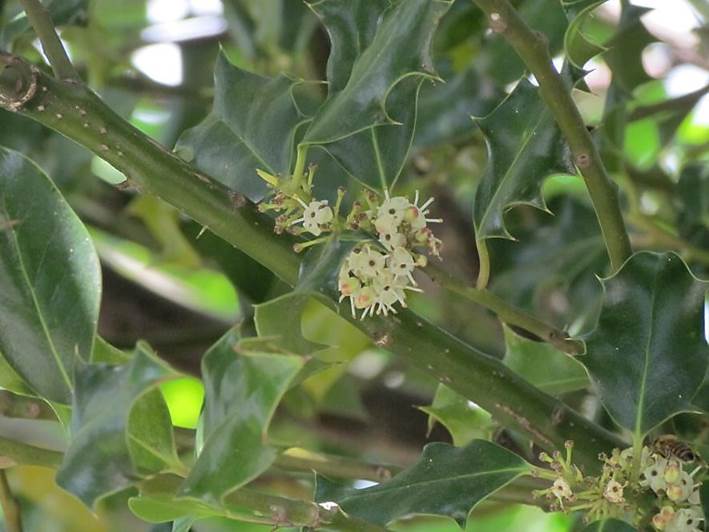 Descripci�n: D:\flores x genero\Ornamentales varias\Ornamentales\Angio Dicots\Ilex aquifolium.JPG