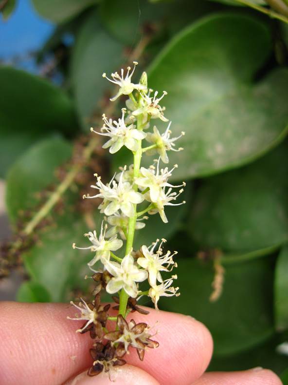 Descripción: D:\JM-disco duro\Vasculares x familia-todas\angiospermas-fotos-icon-textos\BASSELLACEAE\Anredera cordifolia FJA (1).jpg