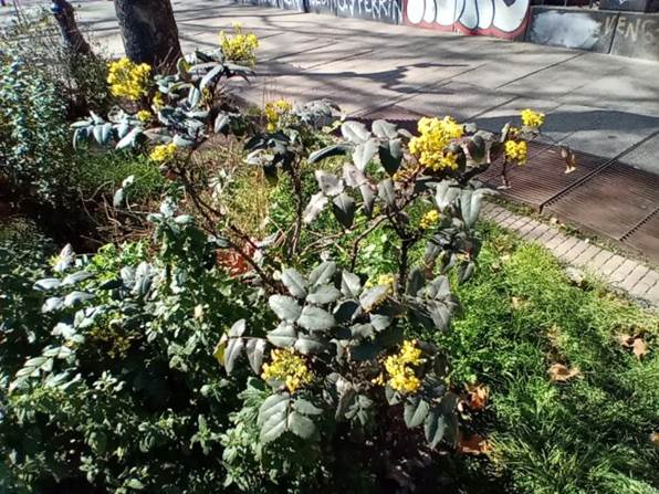 Descripci�n: D:\flores x genero\Ornamentales varias\Ornamentales\Angio Dicots\Mahonia aquifolia (5).jpg