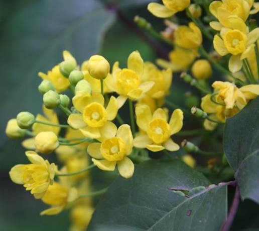 Descripci�n: F:\JM-disco duro\Vasculares x familia-todas\angiospermas-fotos-icon-textos\BERBERIDACEAE  CHILE  Y  EXOTICAS\Mahonia aquifolium  Los nogales, providencia  FJMB.JPG