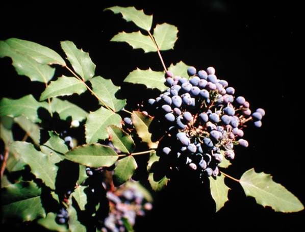 Descripci�n: F:\JM-disco duro\Vasculares x familia-todas\FOTOS\FOTOS  CARPETAS DISCO ORIGINAL (SIN ORDEN)\PLANTAS NATIVAS Y EXOTICAS DE JORGE MACAYA\Mahonia   aquifolium   JMB.JPG