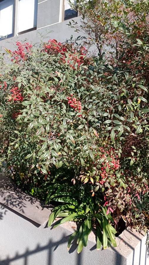 Descripci�n: Descripci�n: D:\flores x genero\Ornamentales varias\Ornamentales\Angio Dicots\Nandina domestica (23).jpg