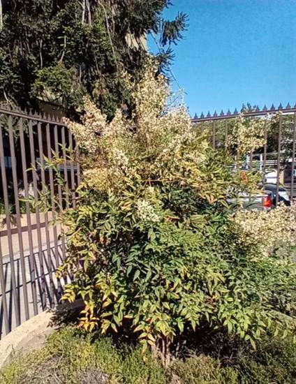 Descripci�n: Descripci�n: D:\flores x genero\Ornamentales varias\Ornamentales\Angio Dicots\Nandina domestica (8).jpg