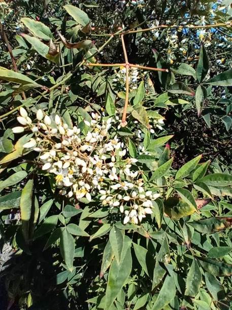 Descripci�n: Descripci�n: D:\flores x genero\Ornamentales varias\Ornamentales\Angio Dicots\Nandina domestica (10).jpg