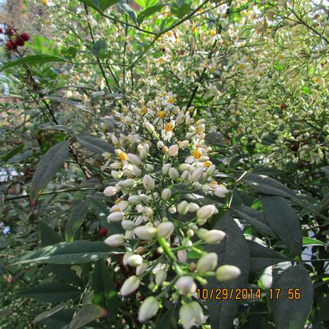 Descripci�n: Descripci�n: F:\JM-disco duro\Vasculares x familia-todas\angiospermas-fotos-icon-textos\BERBERIDACEAE  CHILE  Y  EXOTICAS\Nandina domestica  Thunberg  Pedro de Valdivia  Foto JMB (10).JPG