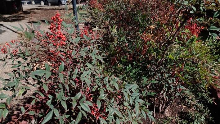 Descripci�n: Descripci�n: D:\flores x genero\Ornamentales varias\Ornamentales\Angio Dicots\Nandina domestica (2).jpg