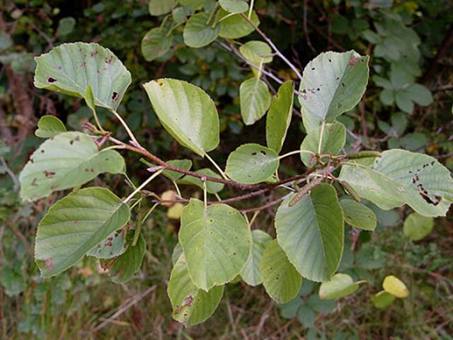 Descripci�n: Alder Alder x Italian Alder