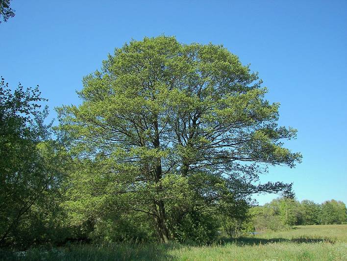 Descripci�n: Descripci�n: Alnus glutinosa 011.jpg