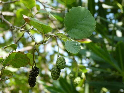 Descripci�n: Descripci�n: D:\flores x genero\flora generos por alfabeto\fotos a-c\alnus\alnus glutinosa P1200263.JPG