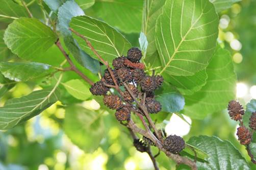 Descripci�n: Descripci�n: D:\JM-disco duro\Vasculares x familia-todas\angiospermas-fotos-icon-textos\BETULACEAE\Alnus glutinosa  FJMB (1).JPG