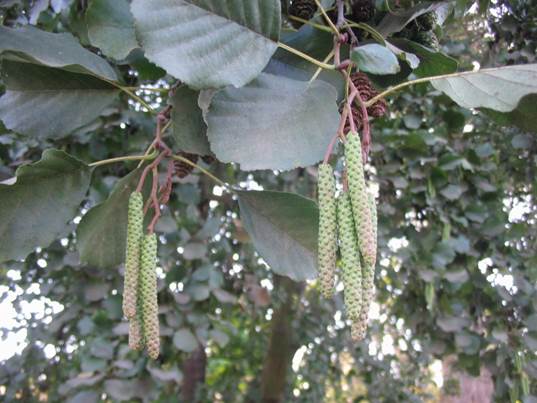 Descripci�n: Descripci�n: D:\JM-disco duro\Vasculares x familia-todas\angiospermas-fotos-icon-textos\BETULACEAE\Alnus glutinosa  FJA (4).jpg