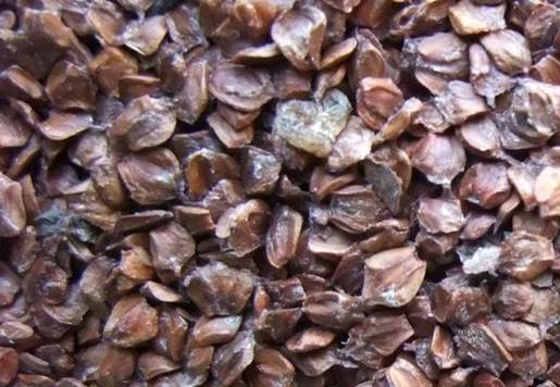 Descripci�n: Descripci�n: https://www.agroterra.com/media/catalog/product/0/0/0033-semilla.jpg