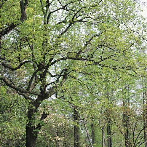 Descripci�n: Descripci�n: Descripci�n: Japanese alder (Alnus japonica), new leaves in spring #18986973