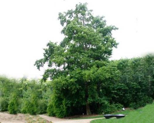 Descripci�n: Descripci�n: Alnus nepalensis