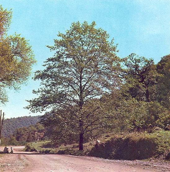 Descripci�n: Descripci�n: Descripci�n: Alnus acuminata 4.jpg