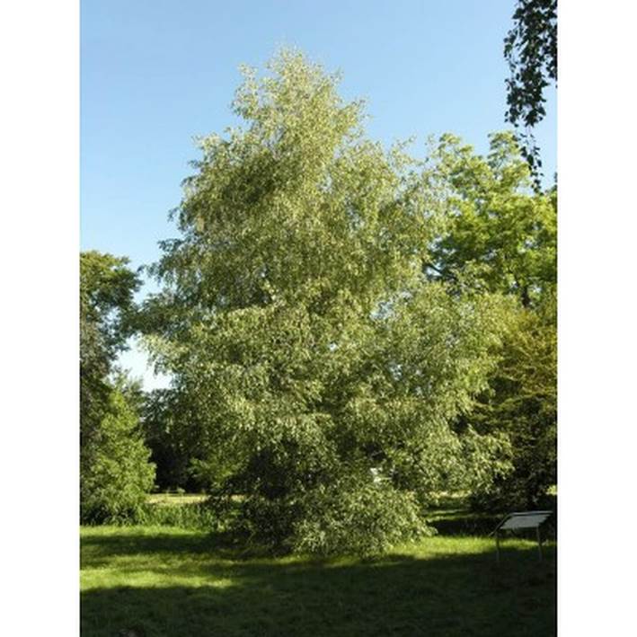 Descripci�n: Descripci�n: Gray Birch Tree Seeds
