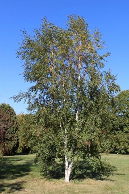 Descripci�n: Descripci�n: Betula pubescens Downy Birch