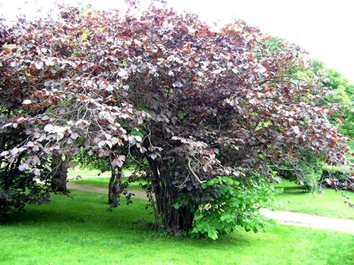 Descripci�n: Corylus maxima 'Purpurea' - Blodhassel