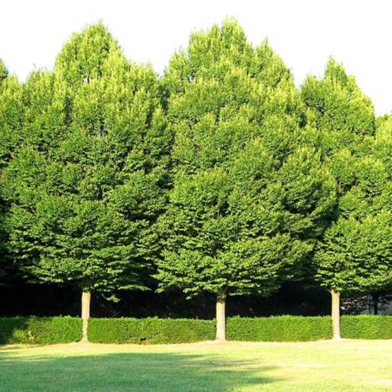 Descripci�n: Descripci�n: https://www.venditapianteonline.it/wp-content/uploads/2015/01/Carpinus-betulus-Carpino-Bianco.jpg