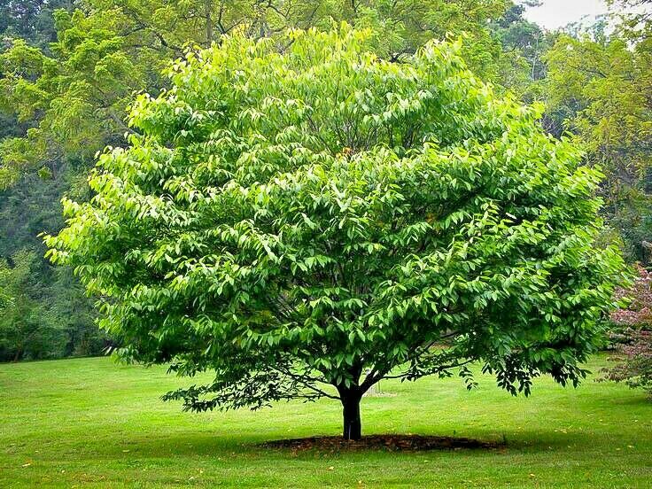 Descripci�n: Descripci�n: Descripci�n: https://i.ebayimg.com/images/g/2lUAAOSwHfxd45rh/s-l1600.jpg