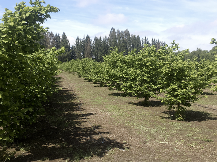 Descripci�n: Descripci�n: https://www.redagricola.com/cl/assets/uploads/2020/04/captura-de-pantalla-2020-04-08-a-las-16-46-10-792x591-c-default.png