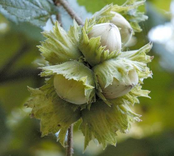 Descripci�n: Descripci�n: D:\JM-disco duro\Vasculares x familia-todas\FOTOS\FOTOS  CARPETAS DISCO ORIGINAL (SIN ORDEN)\BETULACEAE  II  DCJMB77009\BET. Corylus  avellana  Frutos.jpg