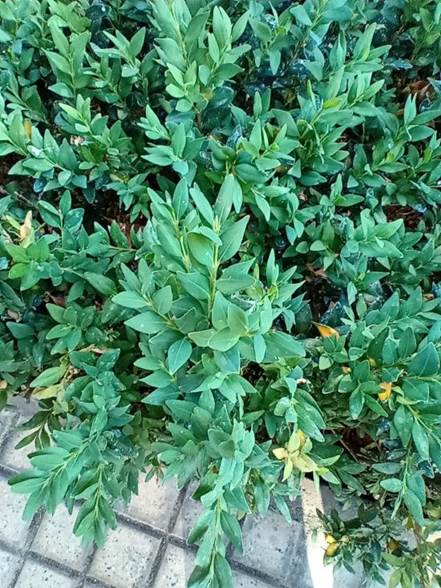 Descripci�n: D:\flores x genero\Ornamentales varias\Ornamentales\buxus sempervirens (2).jpg