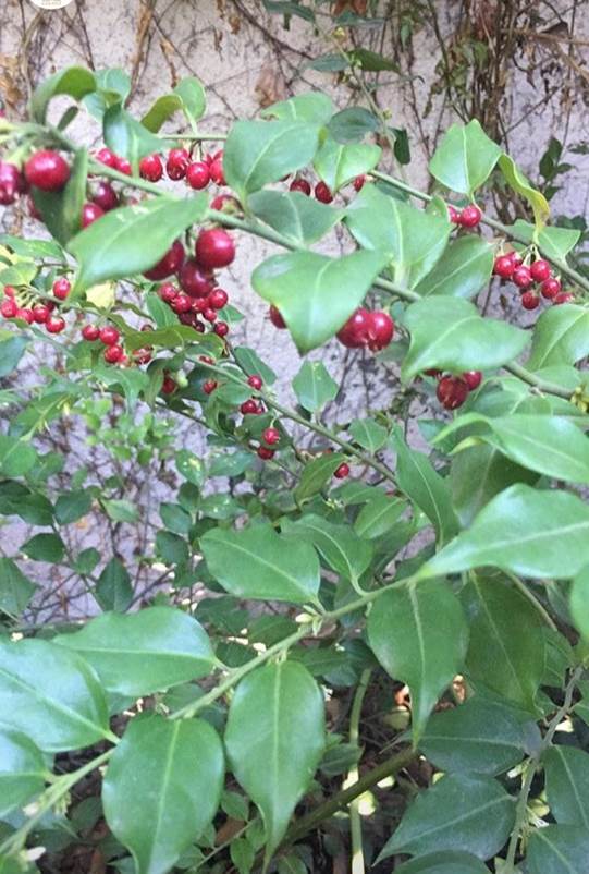 Descripci�n: D:\flores x genero\Ornamentales varias\Ornamentales\Sarcococca WA0000.jpg