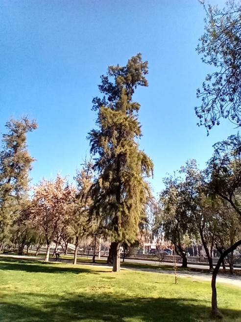 Descripción: Descripción: Descripción: D:\flores x genero\Ornamentales varias\Ornamentales\flora ornamental\Casuarina cunninghamiana.jpg