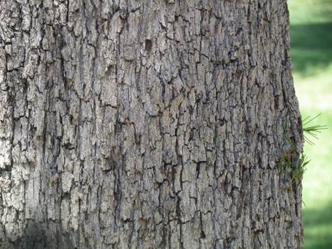 Descripción: Descripción: Descripción: D:\flores x genero\Ornamentales varias\Ornamentales\flora ornamental\Casuarina cuninghamiana (14).JPG