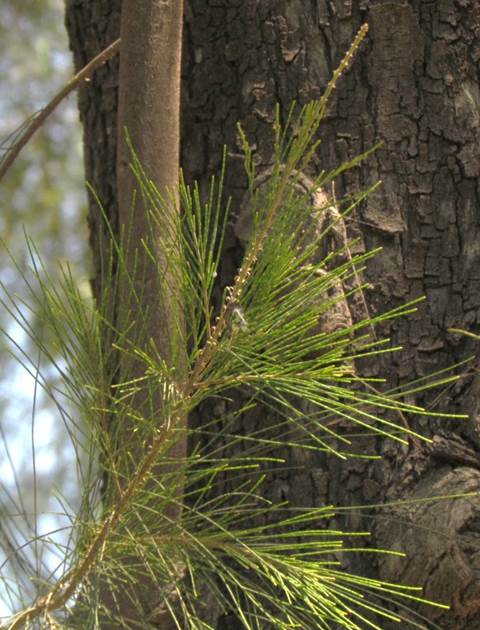 Descripción: Descripción: Descripción: D:\flores x genero\Ornamentales varias\Ornamentales\flora ornamental\Casuarina cuninghamiana (10).JPG