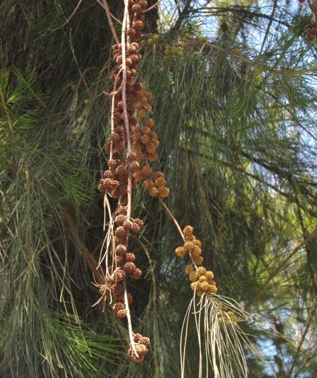 Descripción: Descripción: Descripción: D:\flores x genero\Ornamentales varias\Ornamentales\flora ornamental\Casuarina cuninghamiana (12).JPG