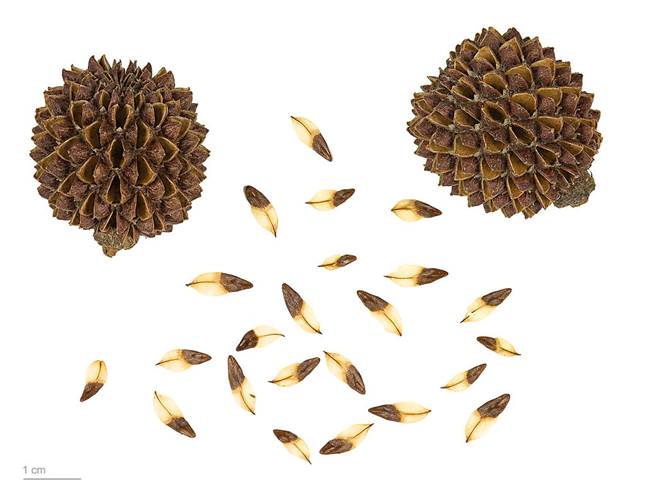 Descripción: Descripción: Descripción: https://upload.wikimedia.org/wikipedia/commons/thumb/c/c7/Casuarina_sp._MHNT.BOT.2007.40.60.jpg/1024px-Casuarina_sp._MHNT.BOT.2007.40.60.jpg