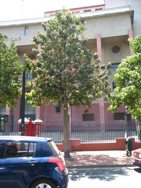 Descripci�n: F:\JM-disco duro\Vasculares x familia-todas\angiospermas-fotos-icon-textos\STERCULIACEAE\Brachychiton acerifolium (Sterculia diversifolia). Escuela de derecho U de Chile   FJA (1).JPG