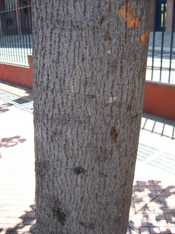 Descripci�n: F:\JM-disco duro\Vasculares x familia-todas\angiospermas-fotos-icon-textos\STERCULIACEAE\Brachychiton acerifolium (Sterculia diversifolia). Escuela de derecho U de Chile   FJA (2).JPG