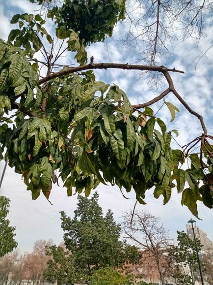 Descripci�n: D:\flores x genero\Ornamentales varias\Ornamentales\Angio Dicots\Sterculia acerifolia (1).jpg
