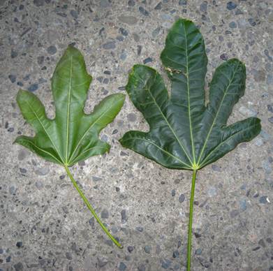 Descripci�n: F:\JM-disco duro\Vasculares x familia-todas\angiospermas-fotos-icon-textos\STERCULIACEAE\Brachychiton acerifolium (Sterculia diversifolia). Escuela de derecho U de Chile   FJA (3).JPG