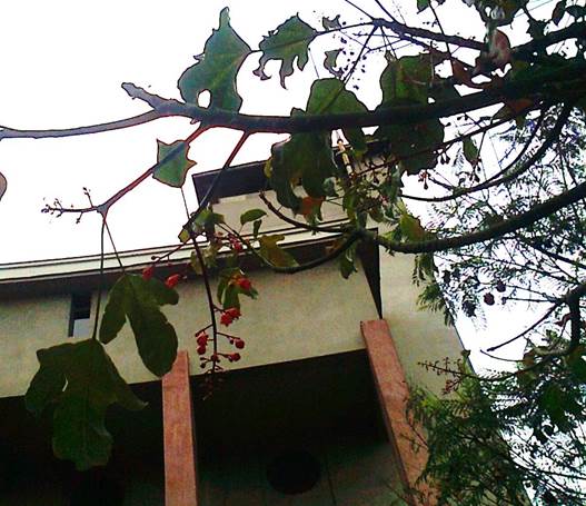 Descripci�n: D:\flores x genero\flora generos por alfabeto\fots s-z\Sterculia\sterculia acerifolia Foto0366.jpg