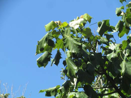 Descripci�n: D:\flores x genero\Ornamentales varias\Ornamentales\Angio Dicots\sterculia discolor (10).JPG