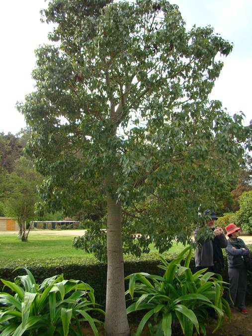 Descripción: F:\JM-disco duro\Vasculares x familia-todas\angiospermas-fotos-icon-textos\STERCULIACEAE\Sterculia diversifolia J. Bot. Viña del Mar FJMB (2).jpg