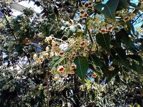 Descripción: D:\flores x genero\Ornamentales varias\Ornamentales\Angio Dicots\sterculia diversifolia (1).jpg