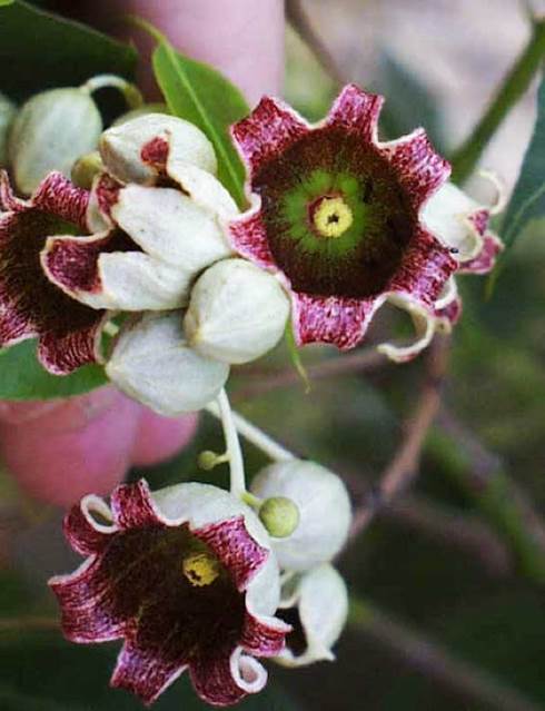 Descripción: F:\JM-disco duro\Vasculares x familia-todas\angiospermas-fotos-icon-textos\STERCULIACEAE\Sterculia diversifolia Jardin Botanico de Viña del Mar FJMB (6).jpg