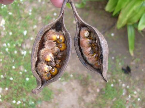 Descripción: F:\JM-disco duro\Vasculares x familia-todas\angiospermas-fotos-icon-textos\STERCULIACEAE\Sterculia diversifolia J. Bot. Viña del Mar FJMB (3).jpg