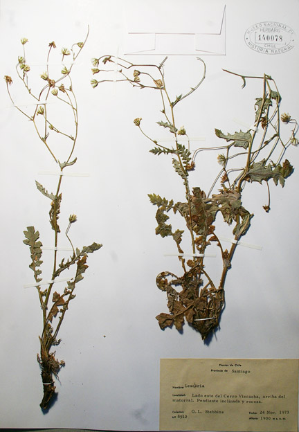 leucheria runcinata