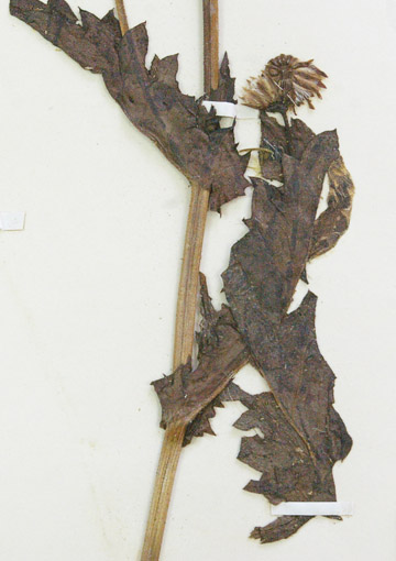 fig 13 b hojas